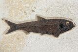 Green River Fossil Fish Mural With Diplomystus & Cockerellites #254197-7